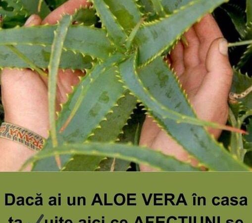 Puterea Terapeutică a Frunzelor de ALOE Aloe arborescens Utilizări și Rețete Benefice