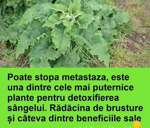 Poate stopa metastaza este una dintre cele mai puternice plante pentru detoxifierea sângelui. Rădăcina de brusture și câteva dintre beneficiile sale