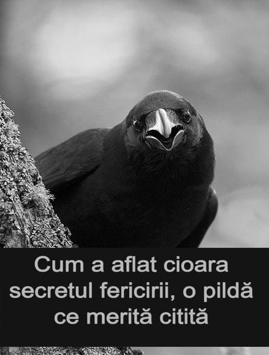 Cum a aflat cioara secretul fericirii O pilda care iti poate schimba viata