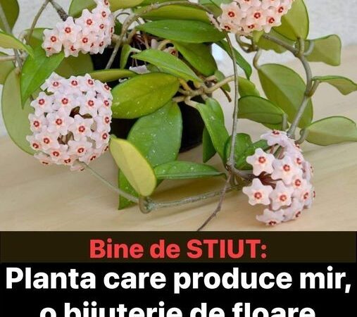 Planta Care Produce Mir O Bijuterie De Floare. Sfaturi De Îngrijire Inmultire Si Câteva Curiozitati Lacrima Maicii Domnului