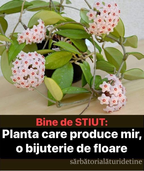 Planta Care Produce Mir O Bijuterie De Floare. Sfaturi De Îngrijire Inmultire Si Câteva Curiozitati Lacrima Maicii Domnului