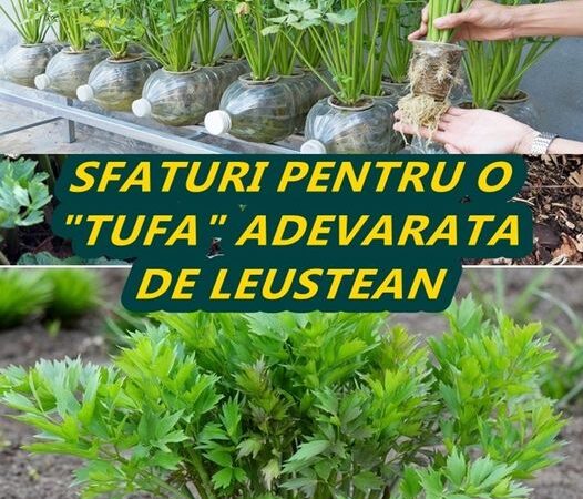 Cum să cultivi leușteanul 5 sfaturi pentru o tufă autentică. Sfaturi importante de la grădinari experimentați