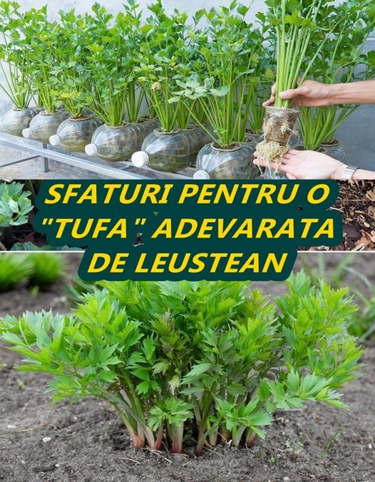 Cum să cultivi leușteanul 5 sfaturi pentru o tufă autentică. Sfaturi importante de la grădinari experimentați