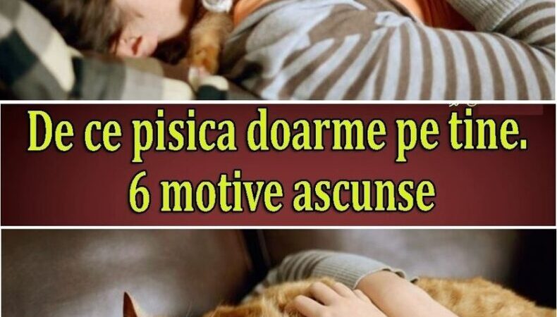 Fiecare iubitor de pisici stie ca momentele cand micutul felin isi alege sa doarma pe tine nu sunt doar episoade adorabile ci si experiente pline de semnificatii