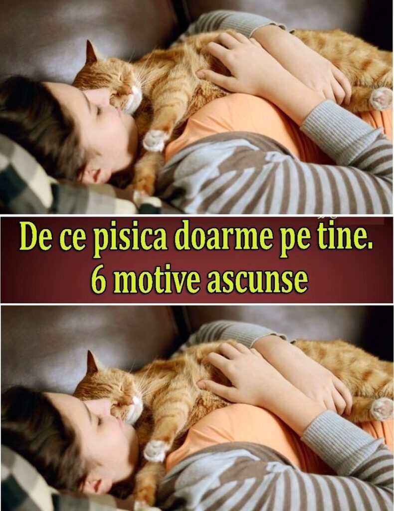 Fiecare iubitor de pisici stie ca momentele cand micutul felin isi alege sa doarma pe tine nu sunt doar episoade adorabile ci si experiente pline de semnificatii