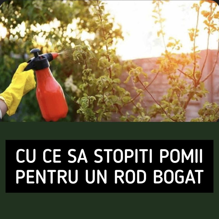 Cu Ce Pulverizați Pomii Pentru A Preveni Apariția Fructelor De Viermi Pe Ei Adăugați 100 Ml În Apă Și Gata. Fara Chimicale