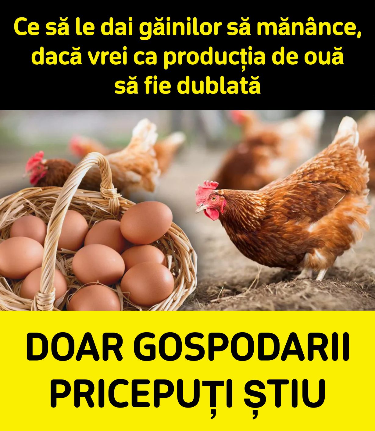 Descoperă secretul gospodinelor adevărate cum să dublezi producția de ouă la găini cu ajutorul lucernei și urzicilor