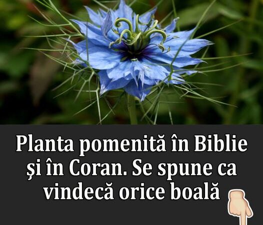 Planta mentionata in Biblie si Coran despre care se spune ca vindeca orice boala. Profetul Mohammed Vindecarea pentru orice boala cu exceptia mortii