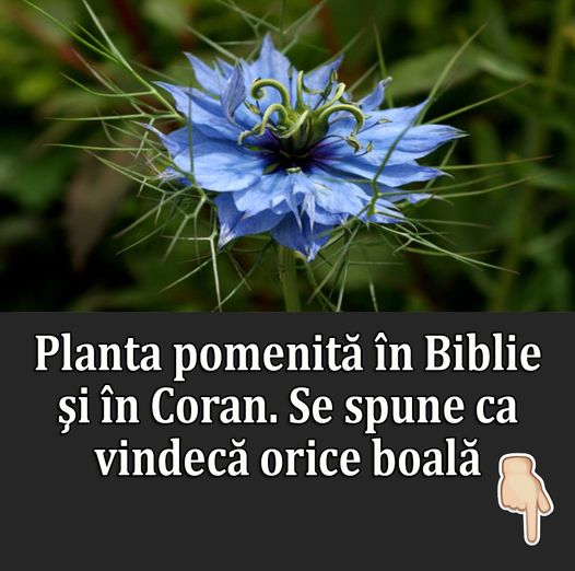 Planta mentionata in Biblie si Coran despre care se spune ca vindeca orice boala. Profetul Mohammed Vindecarea pentru orice boala cu exceptia mortii