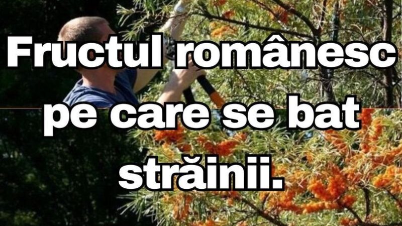 Cătina este fructul românesc pe care se bat foarte mulți străini. Datorită calităților sale aceasta se vinde ca pâinea caldă în alte țări