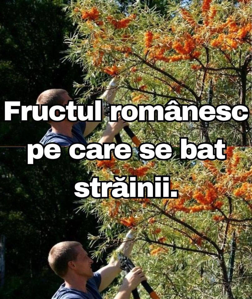 Cătina este fructul românesc pe care se bat foarte mulți străini. Datorită calităților sale aceasta se vinde ca pâinea caldă în alte țări