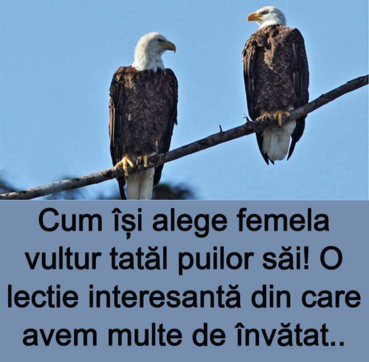 Nu multă lume știe cum își alege femela vultur partenerul. Felul cum se împerechează vulturii și cum își cresc puii ar trebui să ne dea de gândit deoarece avem multe de învățat de la ei