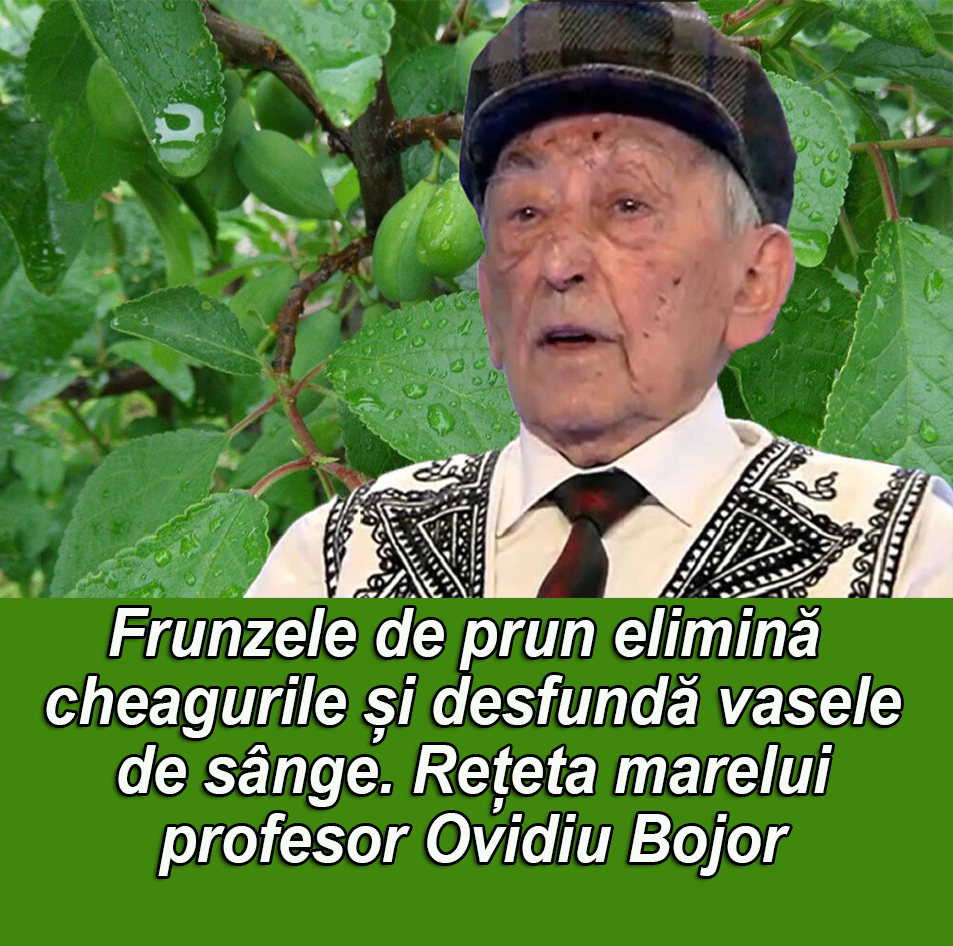 Regretatul Profesor Ovidiu Bojor recomanda un remediu din frunze de prun proaspete pentru cei care sufere de tromboflebita si ateroscleroza. Frunzele de prun elimina cheagurile si desfunda vasele de sange