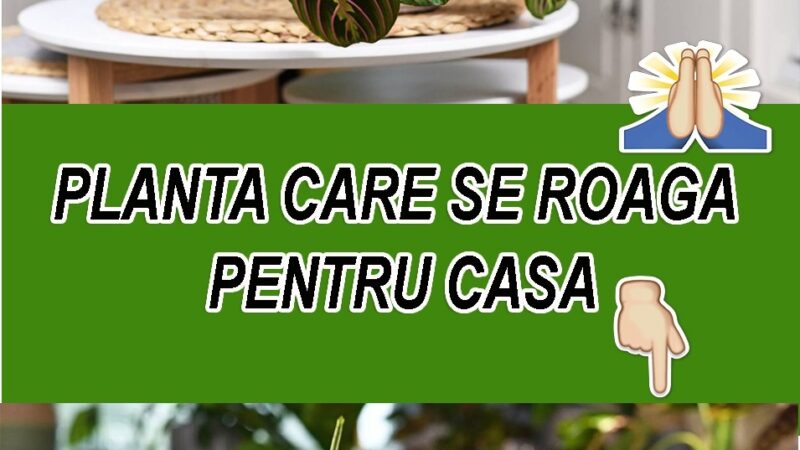 O planta tropicala distincta denumita si Planta rugaciunii este recomandata sa fie cultivata in interiorul casei