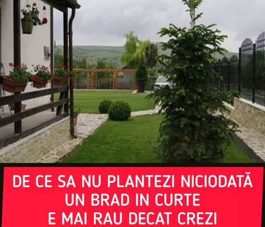 Să nu plantezi niciodată un brad lângă casă. Motivul nebănuit pentru care nu trebuie să faci asta