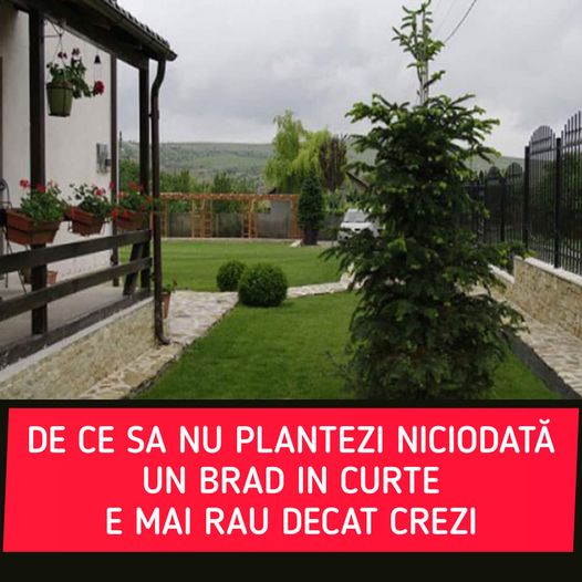 Să nu plantezi niciodată un brad lângă casă. Motivul nebănuit pentru care nu trebuie să faci asta