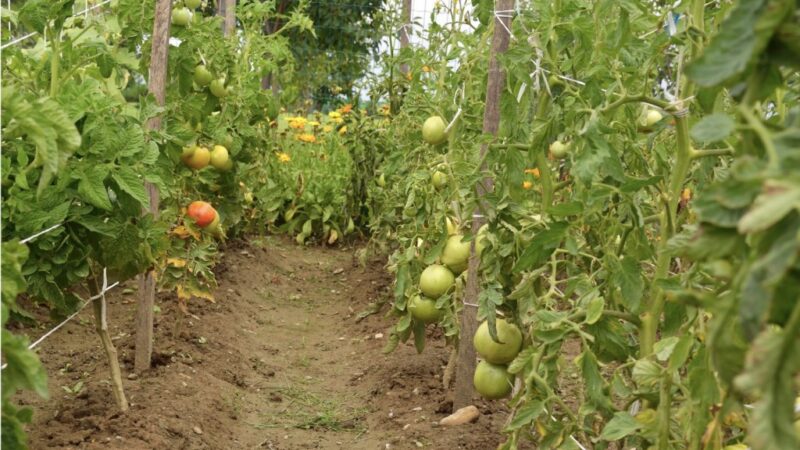 Cultivarea tomatelor pentru o recoltă sănătoasă