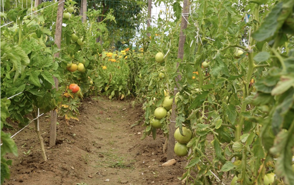 Cultivarea tomatelor pentru o recoltă sănătoasă