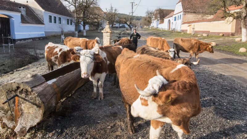 Maria 40 de ani de la garofiță la vacă