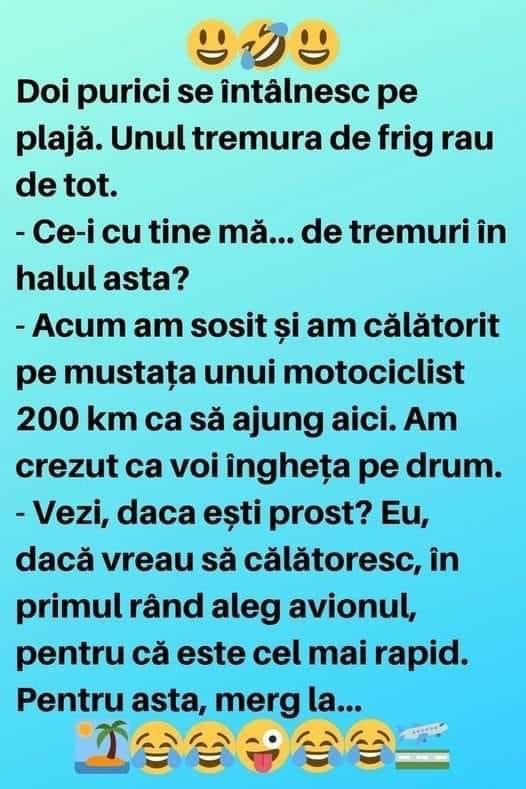 Doi Purici Se Întâlnesc Pe Plajă. Continuarea Geniala