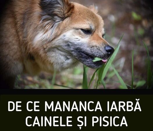 De ce mănâncă iarbă câinele şi pisica Școala iubitorilor de animale