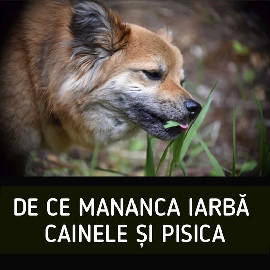 De ce mănâncă iarbă câinele şi pisica Școala iubitorilor de animale