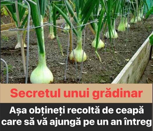 Așa obțineți recoltă de ceapă care să vă ajungă pe un an întreg  secret din experiența unui grădinar