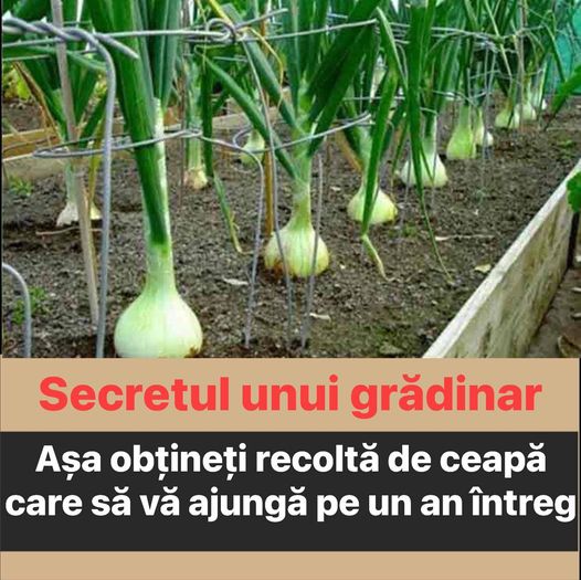 Așa obțineți recoltă de ceapă care să vă ajungă pe un an întreg  secret din experiența unui grădinar