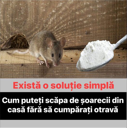 Cum puteți scăpa de șoarecii din casă fără să cumpărați otravă Există o soluție simplă