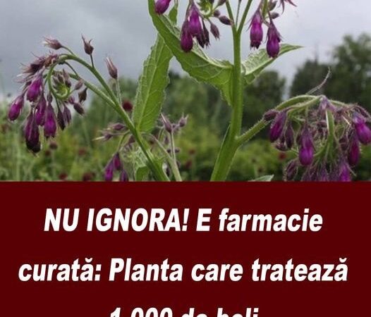 NU IGNORA E Farmacie Curată Planta Care Tratează 1.000 De Boli Și Crește În România Cum Se Folosește