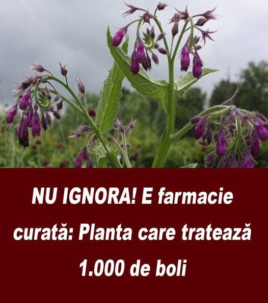 NU IGNORA E Farmacie Curată Planta Care Tratează 1.000 De Boli Și Crește În România Cum Se Folosește