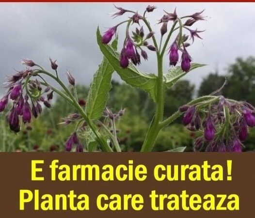 Este o plantă larg cunoscută și folosită încă din vremea dacilor denumirea sa originală în limba dacă  Prodiarnela