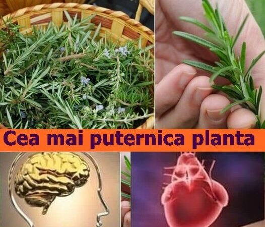 Cea mai puternică plantă bună pentru creier inimă vase piele păr și siluetă. Te scăpa și de stres.