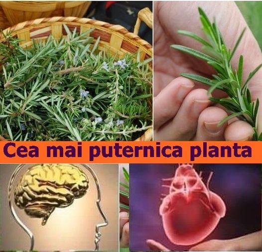 Cea mai puternică plantă bună pentru creier inimă vase piele păr și siluetă. Te scăpa și de stres.