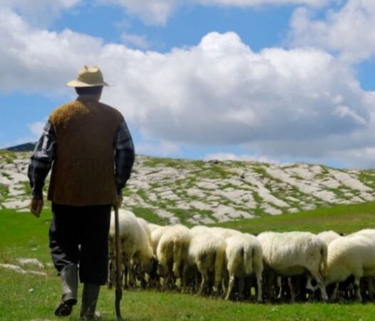 O femeie din Botoșani i-a FURAT cardul ciobanului pe care îl angajase la stâna ei. Câți bani avea oierul în cont