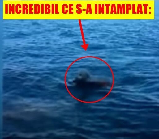 Stăpânul a încremenit când și-a văzut câinele sărind brusc în mare Incredibil ce a adus la mal Trăiește