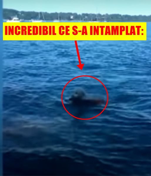 Stăpânul a încremenit când și-a văzut câinele sărind brusc în mare Incredibil ce a adus la mal Trăiește