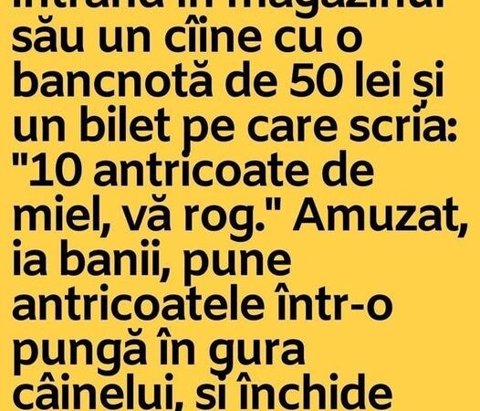 Un măcelar vede intrând în magazinul său un cîine