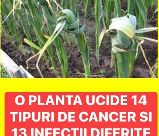 O planta ucide 14 tipuri de cancer si 13 infecții diferite De ce nu o recomanda medicii