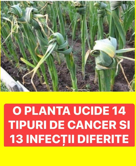 O planta ucide 14 tipuri de cancer si 13 infecții diferite De ce nu o recomanda medicii