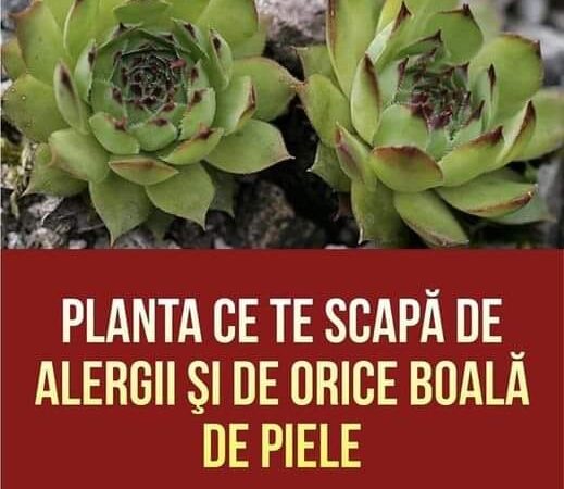 Planta Ce Te Scapă De Alergii Şi De Orice Boală De Piele