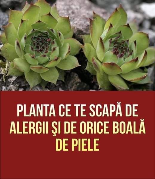 Planta Ce Te Scapă De Alergii Şi De Orice Boală De Piele