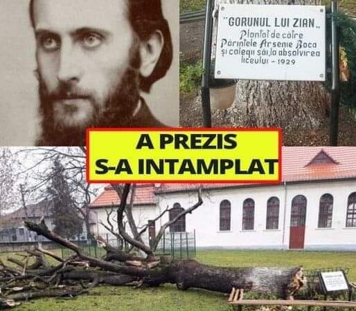 A PREZIS Stejarul lui Arsenie Boca a căzut din senin. Fusese plantat de el. Prezicerea era legata de..