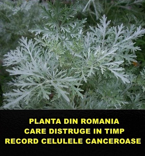 Planta din România care distruge în timp record celulele canceroase