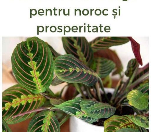 Planta care se roagă pentru noroc și prosperitate în locuința ta. Trebuie neapărat să o ai în casă.