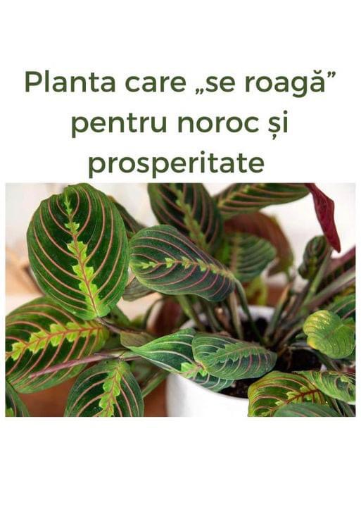 Planta care se roagă pentru noroc și prosperitate în locuința ta. Trebuie neapărat să o ai în casă.