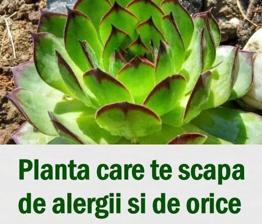 Bine de știut Planta ce te scapă de alergii şi de boli de piele