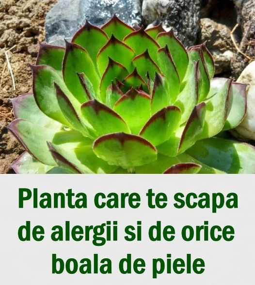 Bine de știut Planta ce te scapă de alergii şi de boli de piele