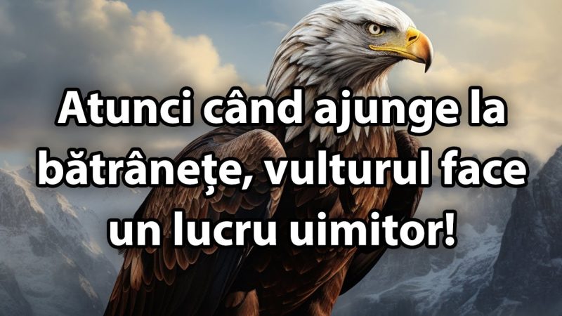 Atunci când ajunge la bătrânețe vulturul face un lucru uimitor Avem ce învăța de la el