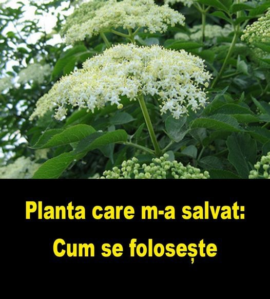 O poveste despre viață și moarte  Planta care m-a salvat de la moarte